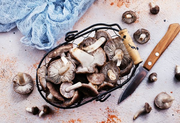Réussir sa survie en famille grâce à la culture des champignons